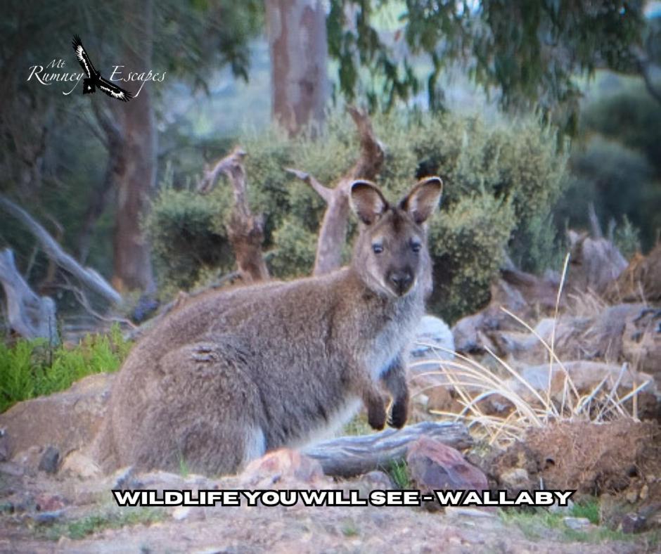 Mount Rumney Escapes - 5 Seaview Kangaroo House エクステリア 写真
